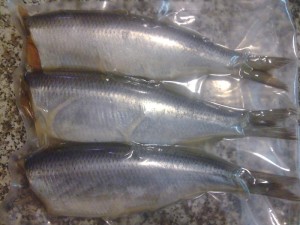 Śledź atlantycki mocno solony  z ikrą lub mleczem 1kg