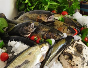 Pstrąg patroszony świeży 1kg